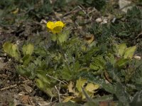 Ranunculus sardous 4, Behaarde boterbloem, Saxifraga-Willem van Kruijsbergen