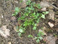 Ranunculus sardous 5, Behaarde boterbloem, Saxifraga-Rutger Barendse