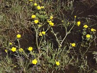 Ranunculus sardous 7, Behaarde boterbloem, Saxifraga-Peter Meininger