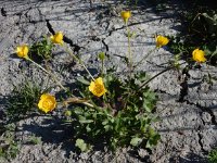 Ranunculus sardous 8, Behaarde boterbloem, Saxifraga-Ed Stikvoort