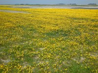 Ranunculus sardous 9, Behaarde boterbloem, Saxifraga-Ed Stikvoort