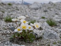 Ranunculus seguieri 15, Saxifraga-Luuk Vermeer