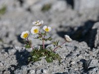 Ranunculus seguieri 18, Saxifraga-Luuk Vermeer