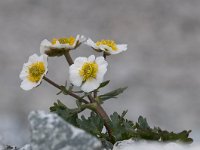 Ranunculus seguieri 20, Saxifraga-Luuk Vermeer