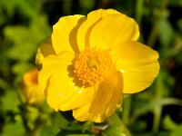 Ranunculus spicatus ssp. blepharicarpos 2, Saxifraga-Harry Jans