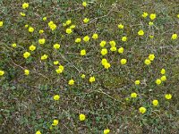 Ranunculus sulphureus