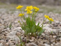 Ranunculus thora 9, Saxifraga-Luuk Vermeer