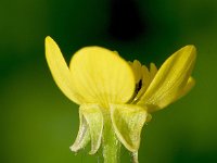 Ranunculus trilobus 4, Saxifraga-Sonja Bouwman  Threelobe buttercup - Ranunculus trilobus - Ranunculaceae familie