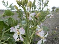 Raphanus sativus 12, Tuinradijs, Saxifraga-Ed Stikvoort