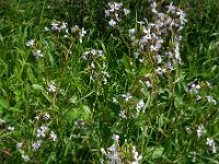 Raphanus sativus 14, Radijs, Saxifraga-Ed Stikvoort