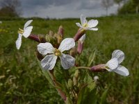 Raphanus sativus 16, Tuinradijs, Saxifraga-Ed Stikvoort