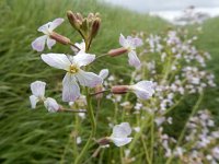 Raphanus sativus 18, Tuinradijs, Saxifraga-Ed Stikvoort