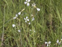 Raphanus sativus 22, Tuinradijs, Saxifraga-Willem van Kruijsbergen