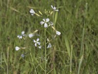 Raphanus sativus 23, Tuinradijs, Saxifraga-Willem van Kruijsbergen