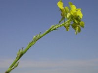 Rapistrum rugosum 1, Bolletjesraket, Saxifraga-Peter Meininger