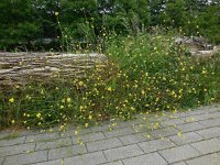 Rapistrum rugosum 13, Bolletjesraket, Saxifraga-Ed Stikvoort