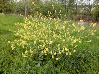 Rapistrum rugosum 14, Bolletjesraket, Saxifraga-Ed Stikvoort