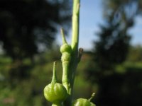 Rapistrum rugosum 16, Bolletjesraket, Saxifraga-Rutger Barendse