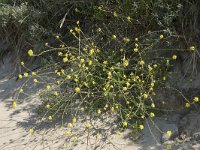 Rapistrum rugosum 19, Bolletjesraket, Saxifraga-Willem van Kruijsbergen