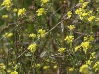 Rapistrum rugosum 2, Bolletjesraket, Saxifraga-Peter Meininger