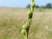 Rapistrum rugosum 3, Bolletjesraket, Saxifraga-Rutger Barendse