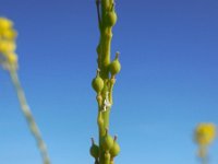 Rapistrum rugosum 4, Bolletjesraket, Saxifraga-Ed Stikvoort