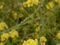 Rapistrum rugosum 5, Bolletjesraket, Saxifraga-Ed Stikvoort