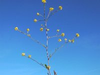 Rapistrum rugosum 6, Bolletjesraket, Saxifraga-Ed Stikvoort