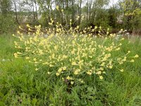 Rapistrum rugosum 7, Bolletjesraket, Saxifraga-Ed Stikvoort