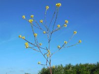 Rapistrum rugosum 8, Bolletjesraket, Saxifraga-Ed Stikvoort