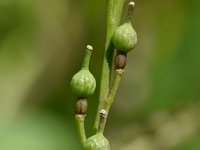 Rapistrum rugosum ssp linnaeanum 23, Bolletjesraket, Saxifraga-Sonja Bouwman