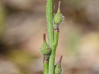 Rapistrum rugosum ssp rugosum 20, Saxifraga-Sonja Bouwman  Rapistrum rugosum ssp. rugosum - Brassicaceae familie