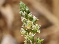 Reseda alba 18, Witte reseda, Saxifraga-Sonja Bouwman  Witte reseda - Reseda alba - Resedaceae familie; Dubrovnik (Kr)