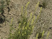 Reseda lutea 1, Wilde reseda, Saxifraga-Jan van der Straaten