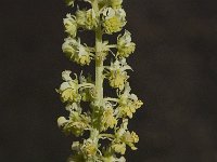 Reseda lutea 10, Wilde reseda, Saxifraga-Willem van Kruijsbergen