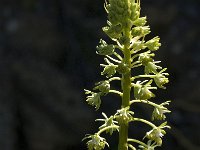 Reseda lutea 11, Wilde reseda, Saxifraga-Jan van der Straaten