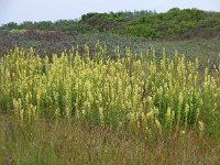 Reseda lutea 16, Wilde reseda, Saxifraga-Ed Stikvoort