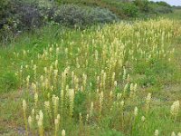 Reseda lutea 18, Wilde reseda, Saxifraga-Ed Stikvoort