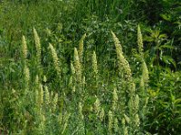 Reseda lutea 19, Wilde reseda, Saxifraga-Ed Stikvoort