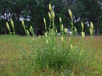 Reseda lutea 20, Wilde reseda, Saxifraga-Ed Stikvoort