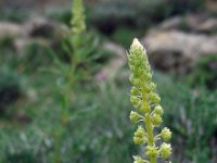 Reseda lutea 21, Wilde reseda, Saxifraga-Ed Stikvoort