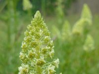 Reseda lutea 22, Wilde reseda, Saxifraga-Ed Stikvoort