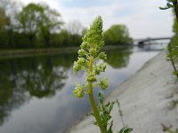 Reseda lutea 24, Wilde reseda, Saxifraga-Rutger Barendse