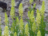 Reseda lutea 25, Wilde reseda, Saxifraga-Ed Stikvoort