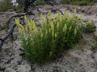 Reseda lutea 27, Wilde reseda, Saxifraga-Peter Meininger