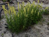 Reseda lutea 28, Wilde reseda, Saxifraga-Peter Meininger