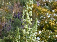 Reseda lutea 29, Wilde reseda, Saxifraga-Harry Jans