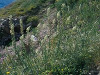 Reseda lutea 31, Wilde reseda, Saxifraga-Jan van der Straaten