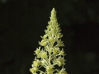 Reseda lutea 4, Wilde reseda, Saxifraga-Jan van der Straaten