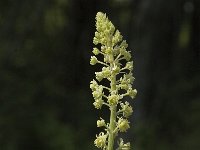 Reseda lutea 5, Wilde reseda, Saxifraga-Jan van der Straaten